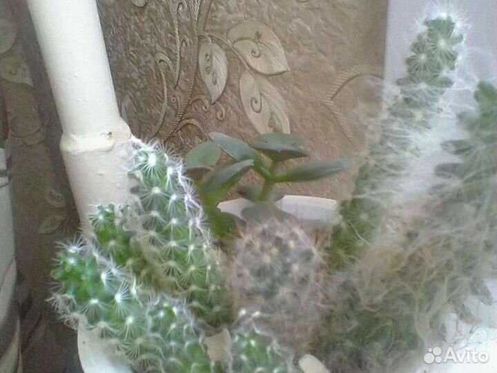 Кактусы разные сорта