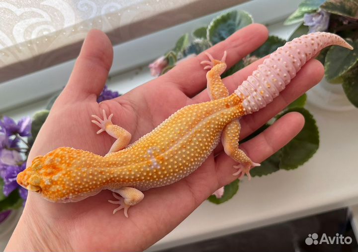 Самки Эублефаров разведения 2022 года