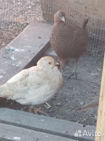 Продам - обмен фазана