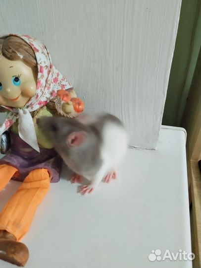 Крысочки девочки