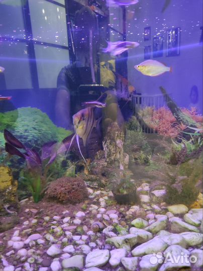 Аквариум с рыбками 110 литров