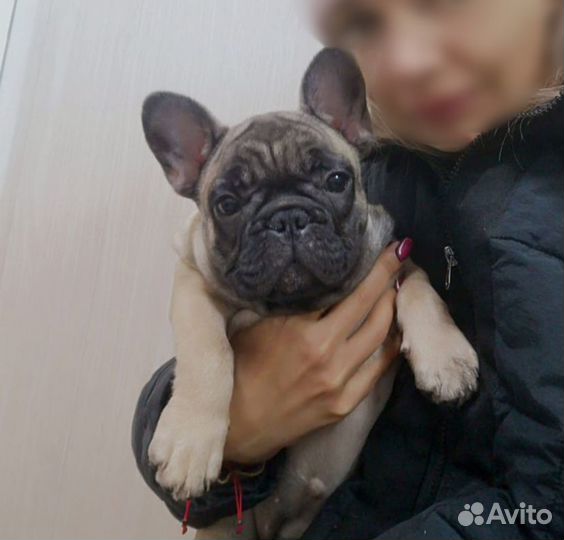 Французский бульдог