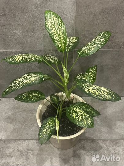 Диффенбахия пятнистая