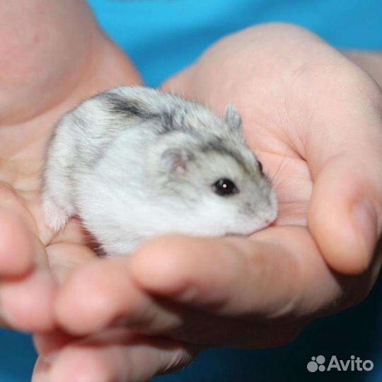 Джунгарский хомяк