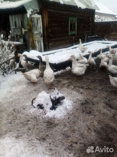 Утки, Гуси