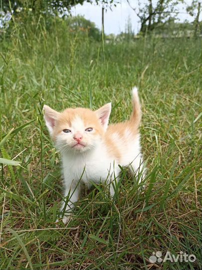 Кошки в добрые руки