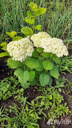 Гортензия Анабель