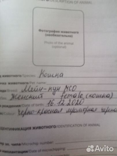 Отдам мейн-кун бесплатно