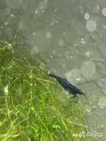 Креветки блю дрим (blue dream)