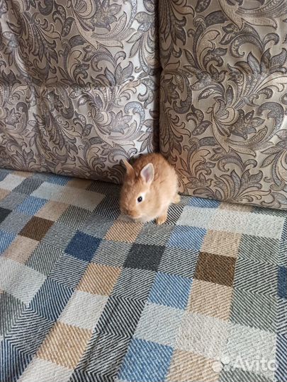 Крольчата декоративные