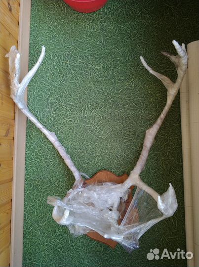 Рога крупного оленя