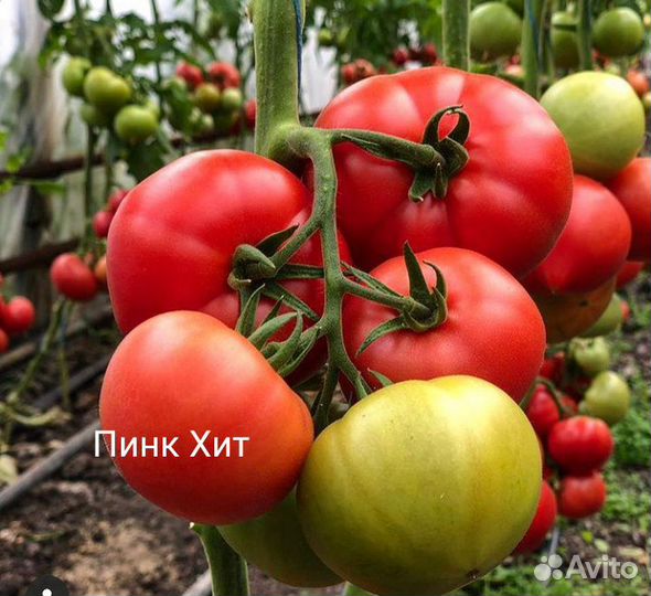 Семена Помидор