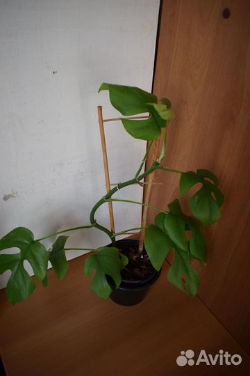 Монстеры Манки, Минима (рафидофора) Сильтепекана