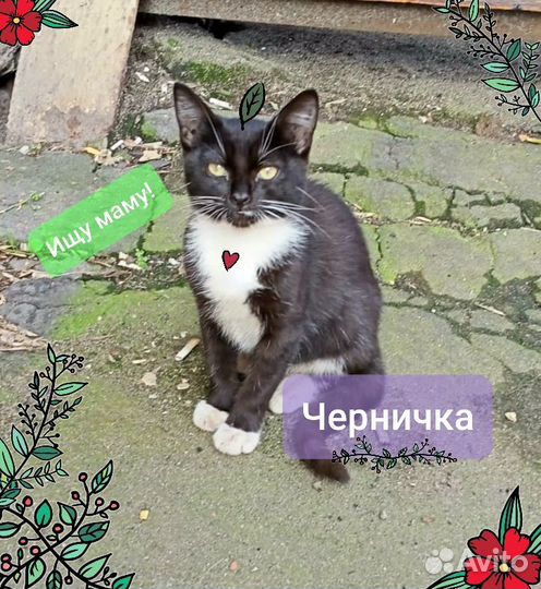 Котенок Черничка ищет дом