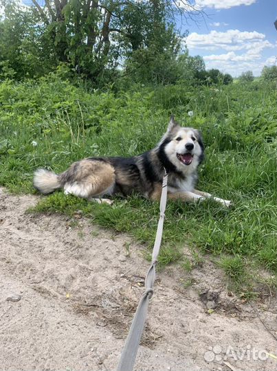 Собака (Бусинка)