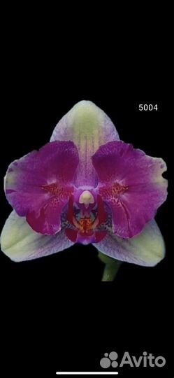 Орхидея Фаленопсис