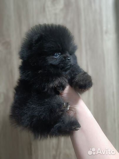 Померанский шпиц мини микро