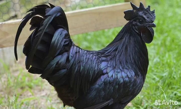 Чёрные петухи И куры доставка