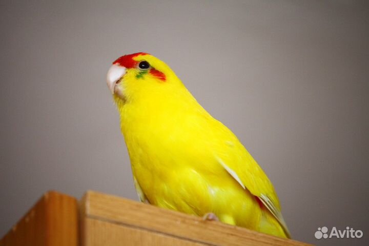 Попугайчики Какарики