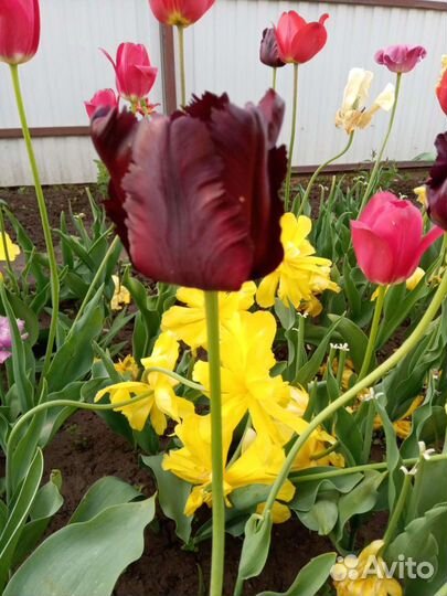 Тюльпаны махровые сортовые
