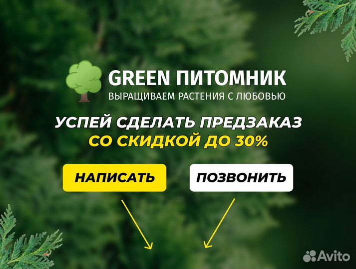 Смарагд,Брабант,Колумна