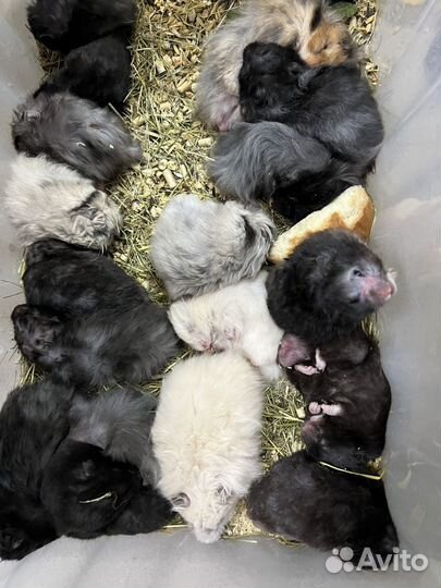 Сирийский хомяк