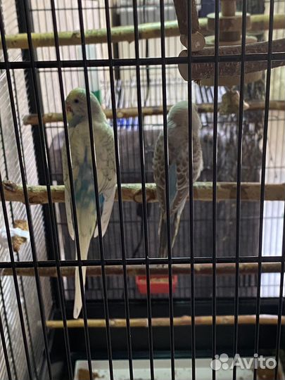 Волнистый попугай птенец самка