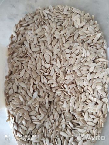 Семена огурцов