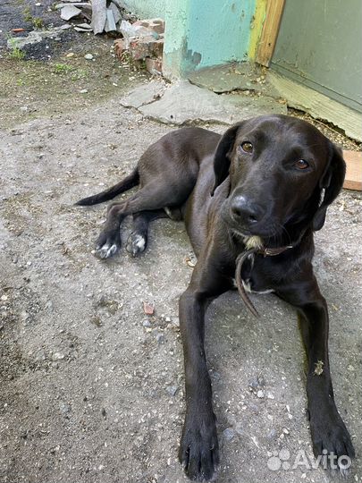 Найдена собака