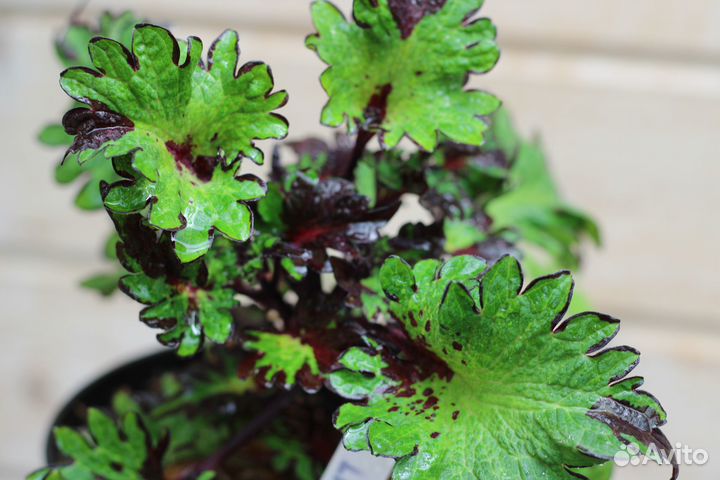 Колеусы сортовые