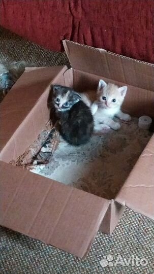 Британские котята