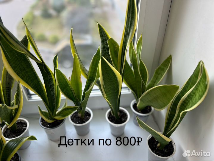 Сансевиерия