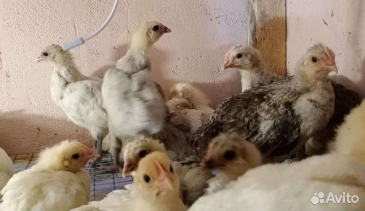 Птица и яйца