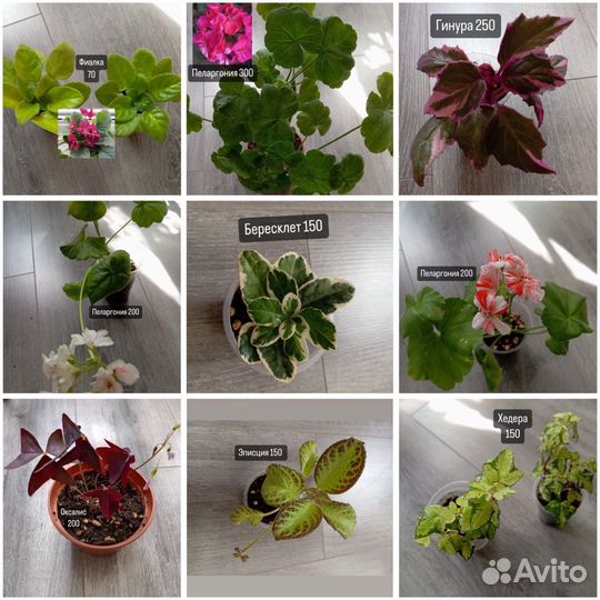 Комнатные растения