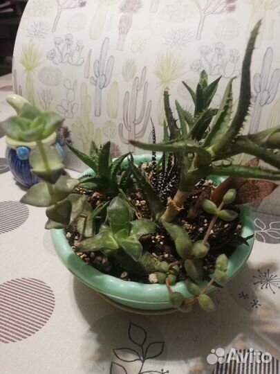 Суккуленты