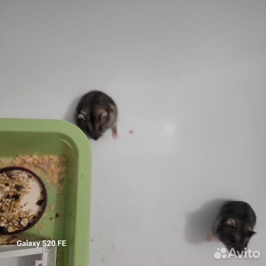 Джунгарские хомяки девочки, мальчики