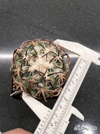 Coryphantha tripugionacantha Корифанта