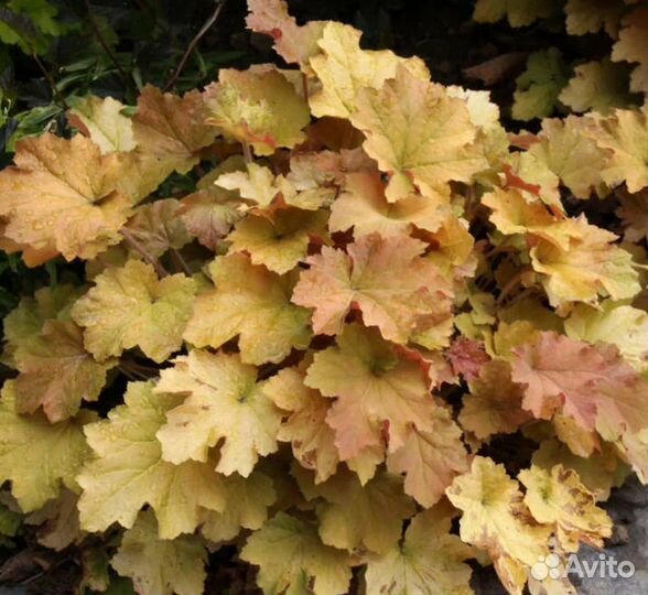 Многолетние садовые растения