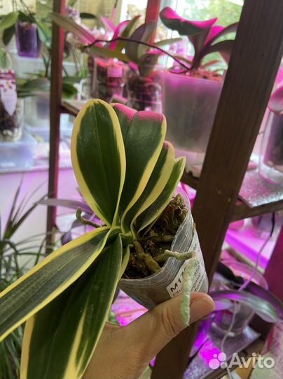 Орхидея фаленопсис