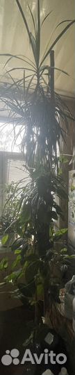 Пальма драцена 3 метра в горшке