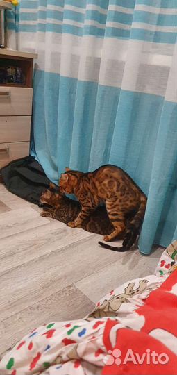 Бенгальский кот на вязку