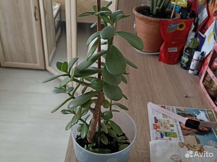 Цветы домашние