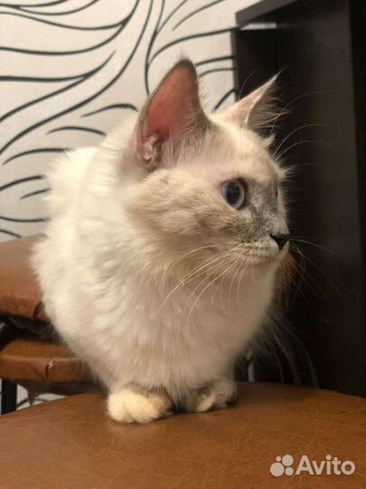 Кошка
