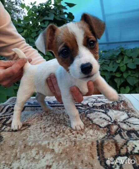 Щенки Джек рассел терьер