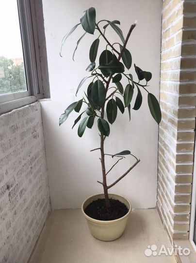 Фикус каучуконосный большой