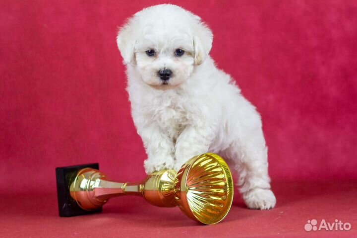 Щенки Бишон фризе идеальная белая шерсть