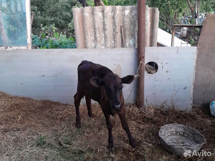 Тёлка дойная и телёнок