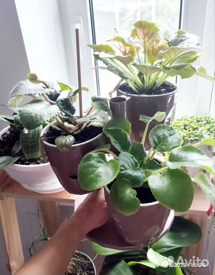 Фиалка с кашпо