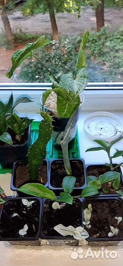 Комнатные растения обмен