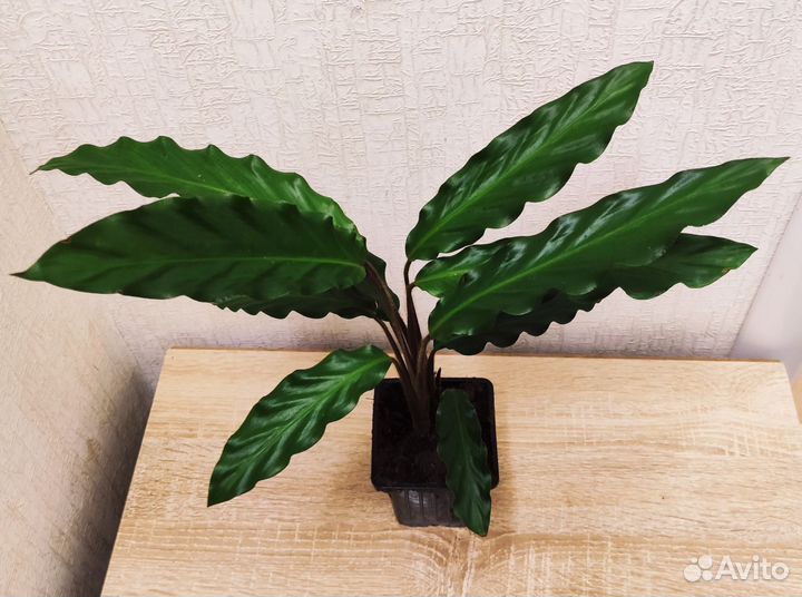 Калатея Рубифолия Вэйвстар